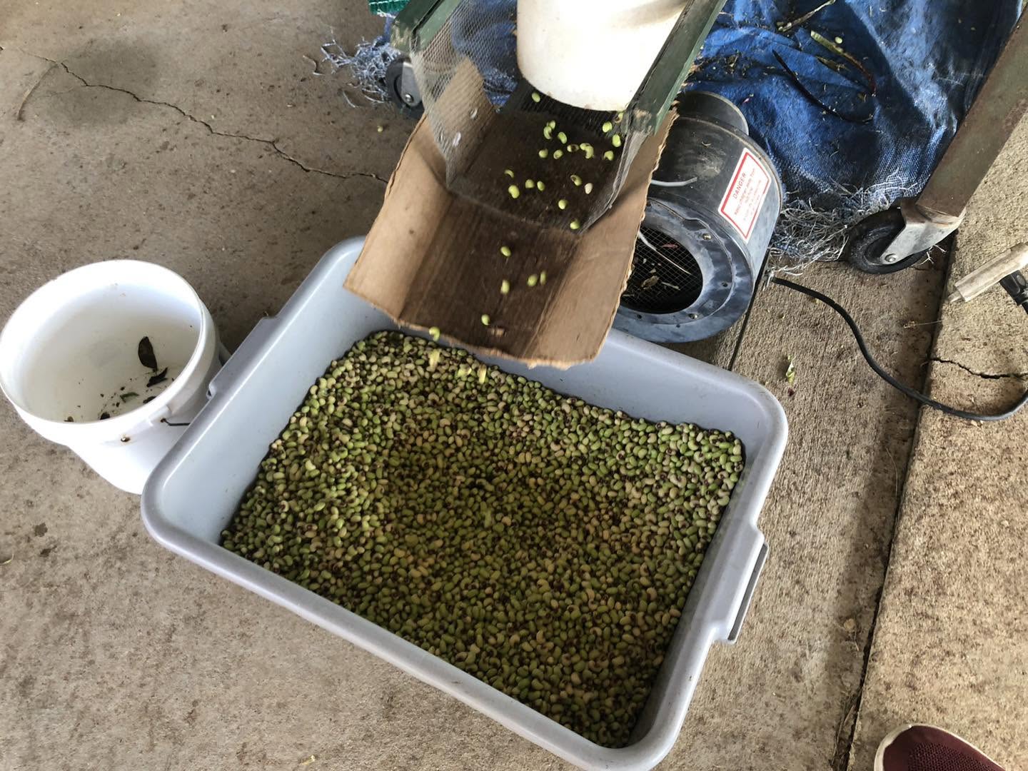 Shelling fresh peas