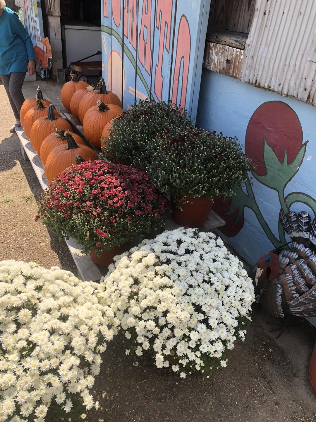Pumpkins and mums for fall